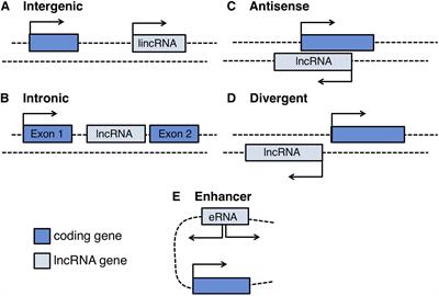 Non-coding RNAs in Nervous System Development and Disease